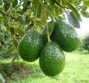 Cargar imagen en el visor de la galería, Aguacate HASS