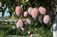 Cargar imagen en el visor de la galería, MANGO