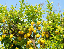 Cargar imagen en el visor de la galería, Limón natural