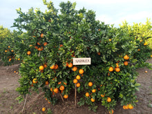 Cargar imagen en el visor de la galería, Apadrinar un árbol