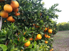 Cargar imagen en el visor de la galería, Naranjas de Mesa "Premium"