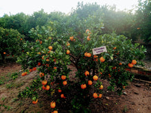 Cargar imagen en el visor de la galería, Apadrinar un árbol