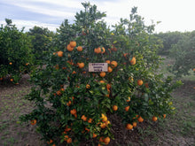 Cargar imagen en el visor de la galería, Apadrinar un árbol