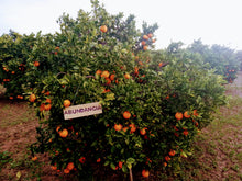 Cargar imagen en el visor de la galería, Apadrinar un árbol