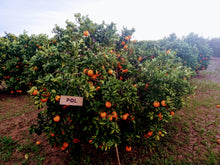 Cargar imagen en el visor de la galería, Apadrinar un árbol