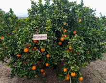 Cargar imagen en el visor de la galería, Apadrinar un árbol