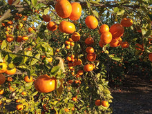 Cargar imagen en el visor de la galería, Mandarinas "NATURALES"