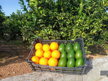 Cargar imagen en el visor de la galería, Mix de aguacates y naranjas premium