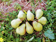 Cargar imagen en el visor de la galería, Mix de manzanas fuji y peras alejandrinas