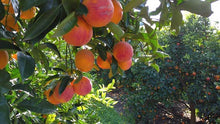 Cargar imagen en el visor de la galería, Naranjas sanguinas