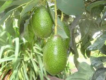 Cargar imagen en el visor de la galería, Aguacate BACON