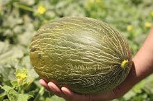 Cargar imagen en el visor de la galería, Melones piel de sapo
