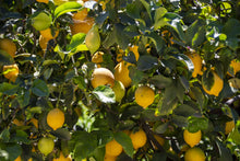 Cargar imagen en el visor de la galería, Limón natural