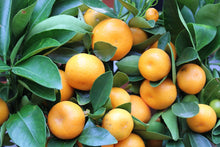 Cargar imagen en el visor de la galería, Mandarinas "NATURALES"