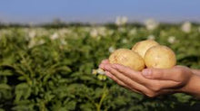 Cargar imagen en el visor de la galería, PATATA DE LA HUERTA VALENCIANA
