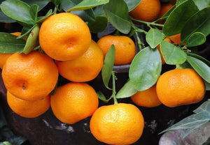 Mix mandarinas y naranjas Premium